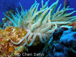 Santa Rosa Wall, Cozumel, MX ~ A vision of beauty. by Cheri Denn 